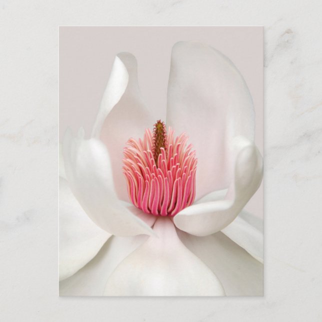 Flowers | White Magnolia Postcard (Front)