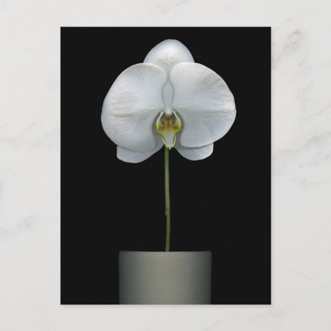 Flowers | White Orchid Flower Postcard (Front)