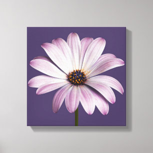 Flowers   White & Purple Daisy Canvas Print