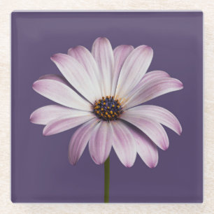 Flowers   White & Purple Daisy Glass Coaster
