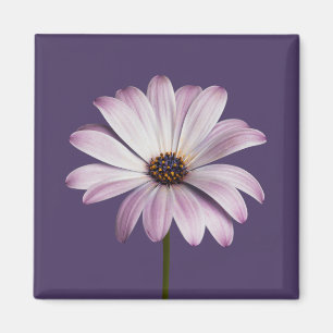 Flowers White & Purple Daisy Magnet