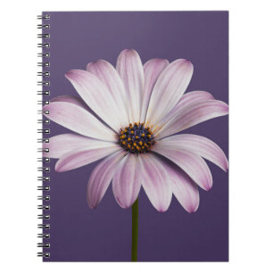 Flowers   White & Purple Daisy Notebook