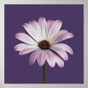 Flowers White & Purple Daisy Poster