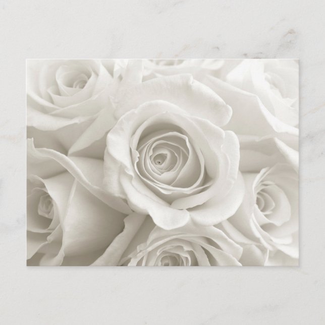Flowers | White Roses Postcard (Front)