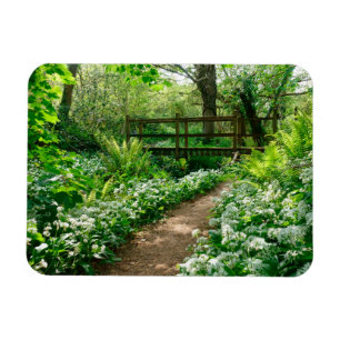 Flowers White Wildflowers in Forest Magnet