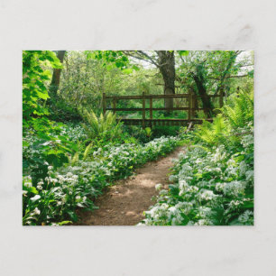 Flowers   White Wildflowers in Forest Postcard