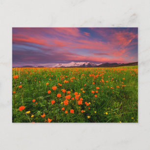 Flowers Wildflower Field Snowcapped Mountains Postcard