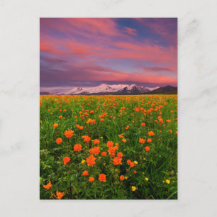 Flowers   Wildflower Field Snowcapped Mountains Postcard