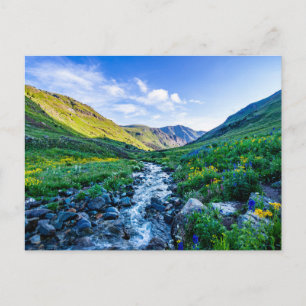 Flowers Wildflowers in Colorado Postcard