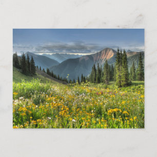 Flowers Wildflowers Silverton Colorado Postcard