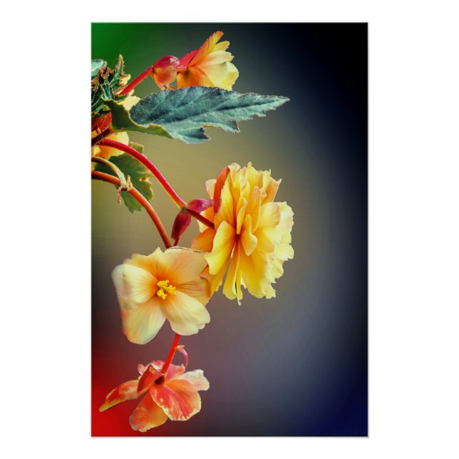 Flowers, Yellow flowers, Petals Poster (Front)