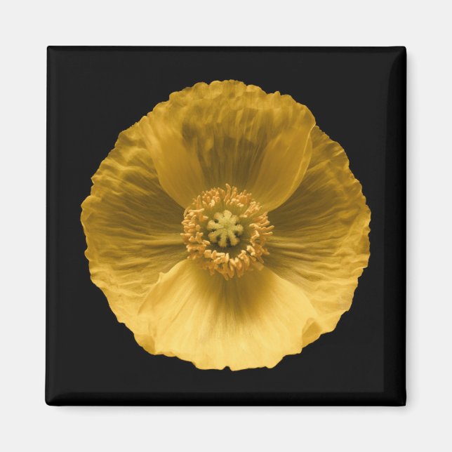 Flowers | Yellow Poppy Magnet (Front)