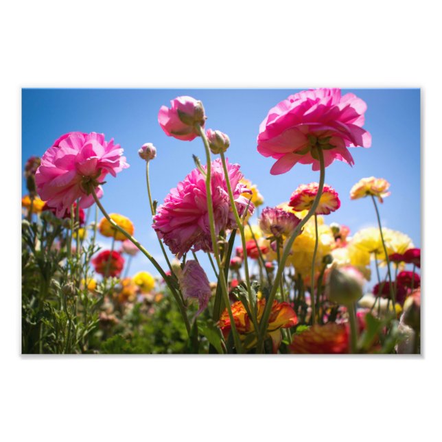 Flowery Skies Photo Print (Front)