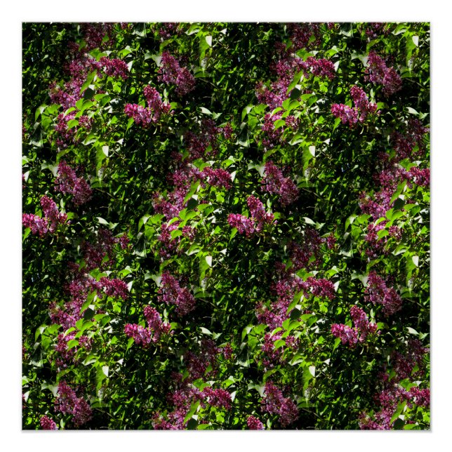 Flowing Lilacs..... Poster (Front)