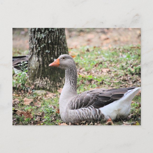 Fluff  holiday postcard (Front)