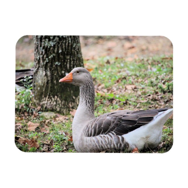 Fluff   magnet (Horizontal)