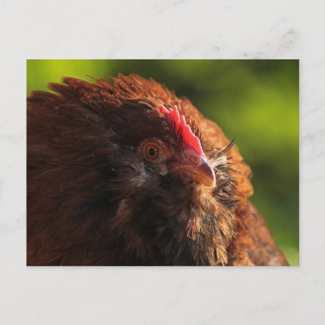 FluffaDerp Postcard (Front)