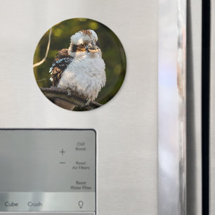 Fluffed up laughing kookaburra magnet