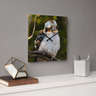 Fluffed up laughing kookaburra square wall clock