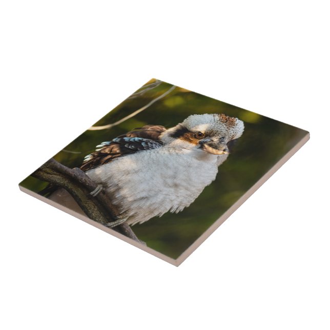 Fluffed up laughing kookaburra tile (Side)