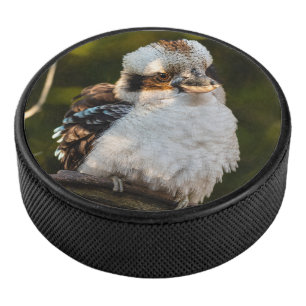 Fluffed up riant kookaburra