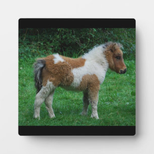 Fluffy Adorable Dartmoor Pony Plaque