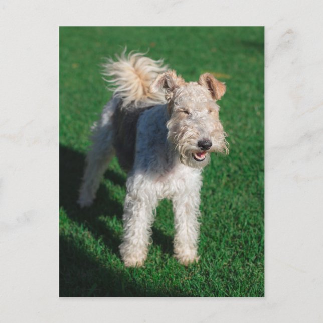 Fluffy Airedale Welsh Terrier Type Dog Puppy Postcard (Front)