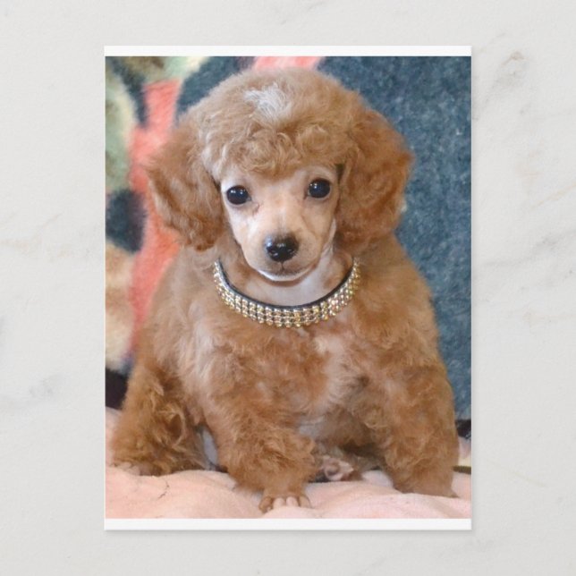 Fluffy Apricot Poodle Puppy Dog Postcard (Front)