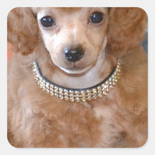 Fluffy Apricot Poodle Puppy Dog Square Sticker