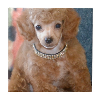 Fluffy Apricot Poodle Puppy Dog Tile