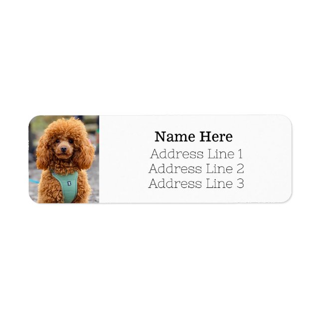 Fluffy Brown Poodle Chien Chien Chien Retourner Ad (Devant)