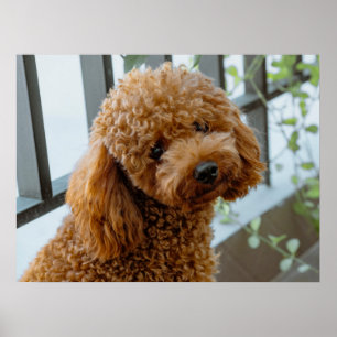 Fluffy Brown Poodle Puppy Dog Poster