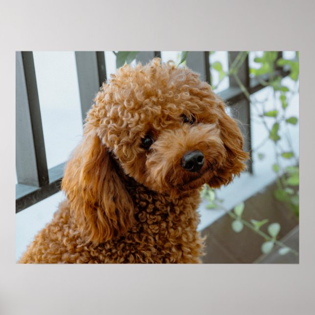 Fluffy Brown Poodle Puppy Dog Poster (Front)