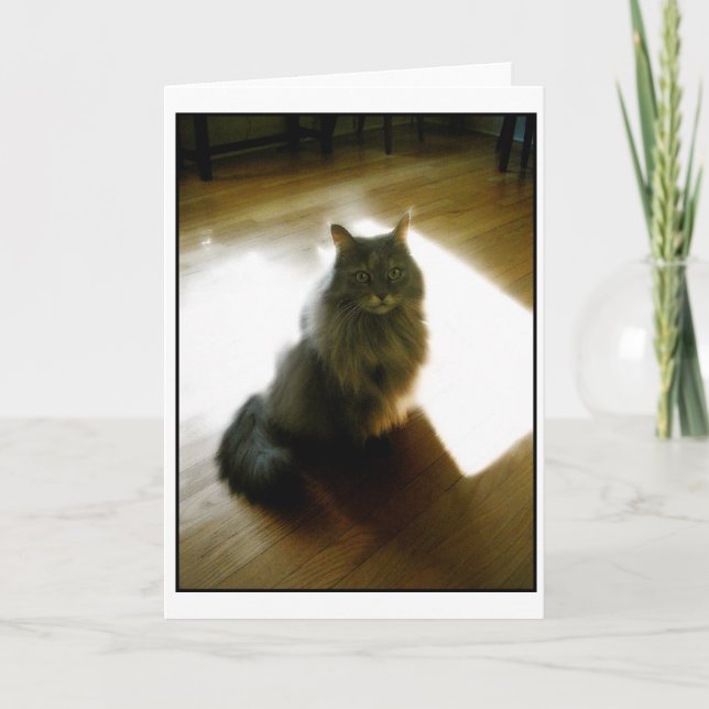 Fluffy cat dans la carte de voeux soleil (Devant)
