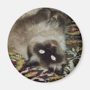 Fluffy Cat Magnet