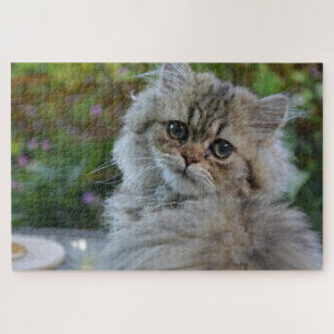 fluffy cat puzzle