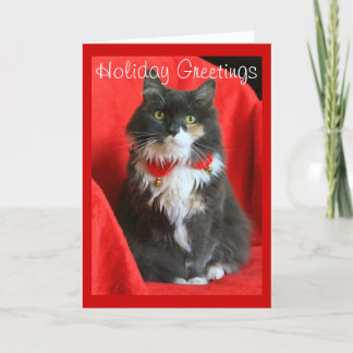 Fluffy Cat Wearing Christmas Collar - Card