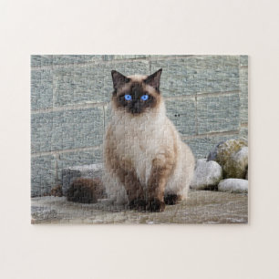 Fluffy Cat with Blue Eyes Jigsaw Puzzle