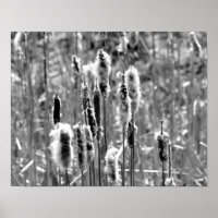 Fluffy Cattails Black And White