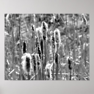 Fluffy Cattails Black And White Print