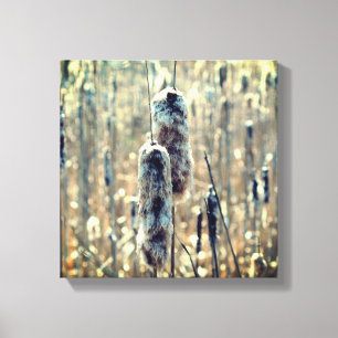 Fluffy Cattails In Spring Nature  Canvas Print