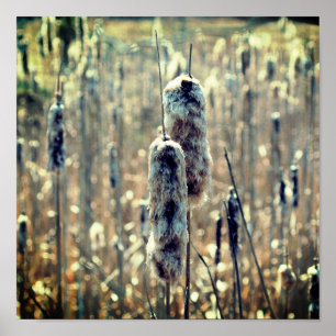 Fluffy Cattails In Spring Nature Poster
