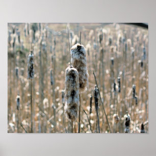 Fluffy Cattails In Spring Nature Poster
