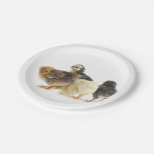 fluffy chicks paper plate