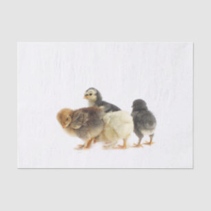 fluffy chicks tissue paper