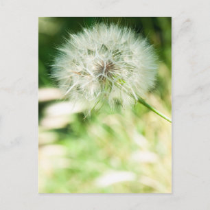 Fluffy dandelion postcard