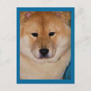 Fluffy Dog Postcards