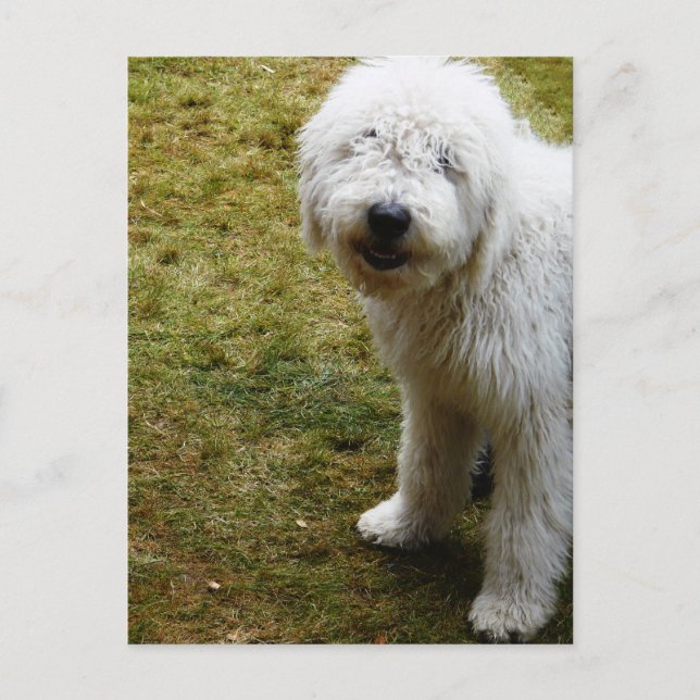 Fluffy Frizzy Bad Hair Day Dog Postcard (Front)