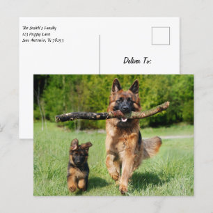 Fluffy German Shepherd Dog and Puppy Postcard