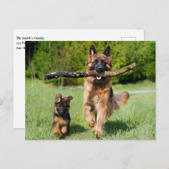 Fluffy German Shepherd Dog and Puppy Postcard (Front/Back)